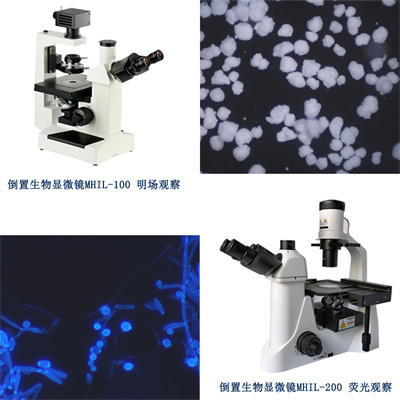 倒置生物显微镜，使显微观察效率更高，更自由舒适