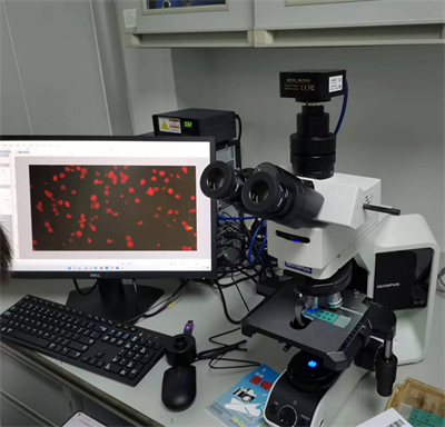 荧光模块匹配奥林巴斯BX53显微镜应用呼吸道病毒检测