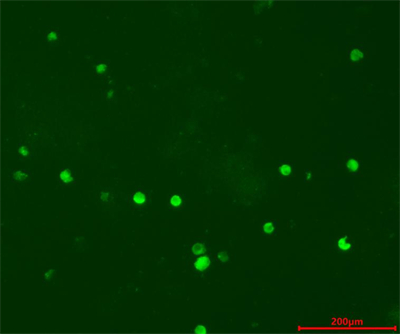 广州明慧倒置荧光显微镜助力暨南大学生科院的活体细胞培养实验