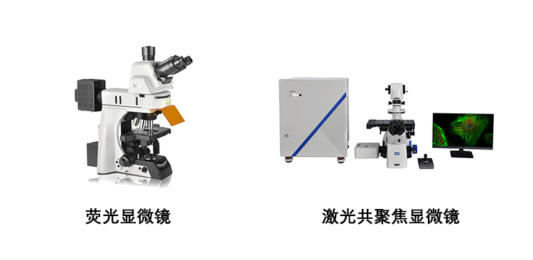 荧光显微镜和激光共聚焦显微镜的区别 明慧显微镜