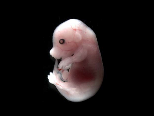 使用耐可視體視顯微鏡NSZ818觀察的小鼠胚胎結構實拍圖