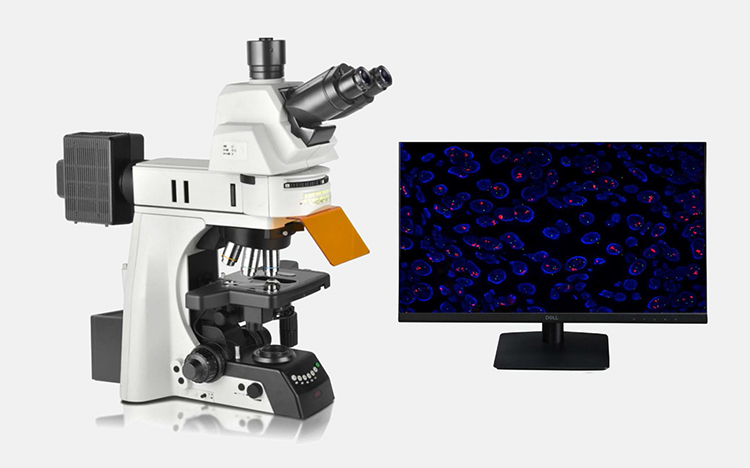 正置荧光显微镜、生物荧光显微镜、广州明慧显微镜
