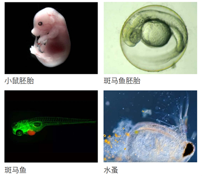 体视显微镜三维成像，广州明慧科技有限公司