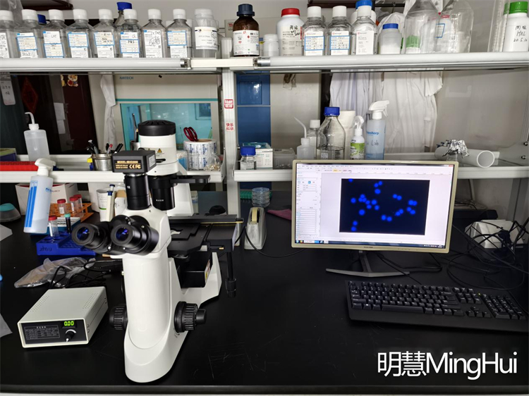 明慧倒置荧光显微镜MHIF2000应用南方医科大学细胞荧光观察