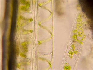 实验室用生物显微镜观察藻类水产养殖-生物显微镜MHL2800-广州明慧