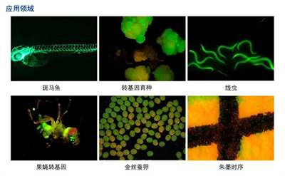 明慧体视荧光显微镜MHZF700