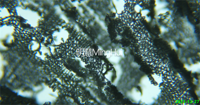 沉香在明慧科技生物显微镜下实拍图