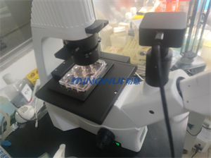 倒置生物显微镜MHIL150助力中山大学观察精原细胞-广州市明慧科技有限公司