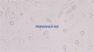 倒置生物显微镜MHIL150助力中山大学观察精原细胞-广州市明慧科技有限公司