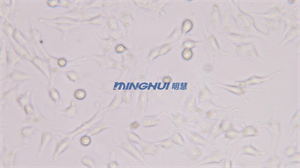 倒置生物显微镜MHIL150助力中山大学观察精原细胞-广州市明慧科技有限公司