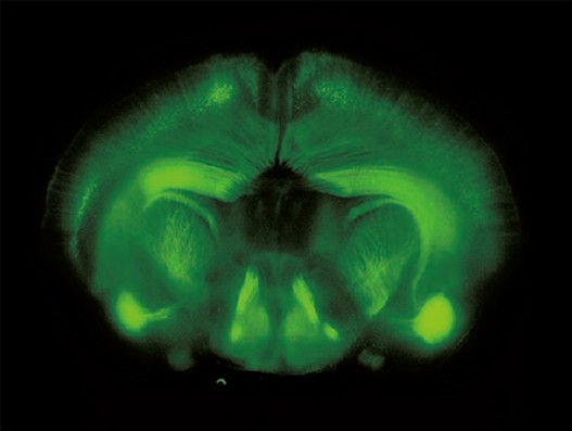 体视荧光显微镜MHZF700效果图1