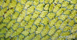 蕨类组织，明场观察