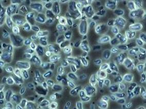 细胞工厂显微镜MH-3CF-应用效果(1)-正相衬观察