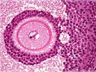倒置生物显微镜MHIL-100应用效果(1)-明场