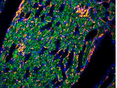 倒置六孔LED荧光附件H6-LED-IMH-细胞 (1)
