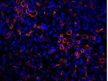 倒置六孔LED荧光附件H6-LED-IMH-细胞 (3)