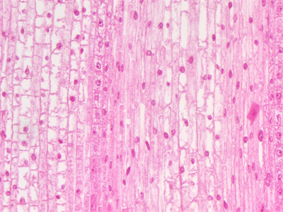 2K相机MH-200CH，4K相机MH-400CH应用效果图 (1)