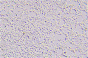 细胞工厂显微镜MH-3CF应用于深圳某知名企业-3