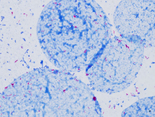 奥林巴斯生物显微镜CX33