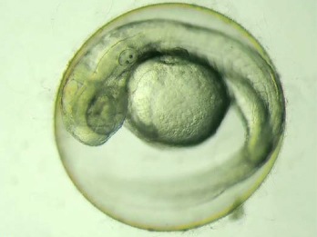 NSZ818 -斑马鱼胚胎