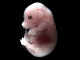 NSZ818 -小鼠胚胎