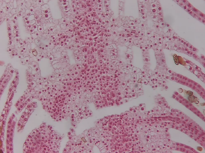 MH-200CH-2应用图2