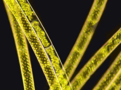 正置生物显微镜NE600-效果图4