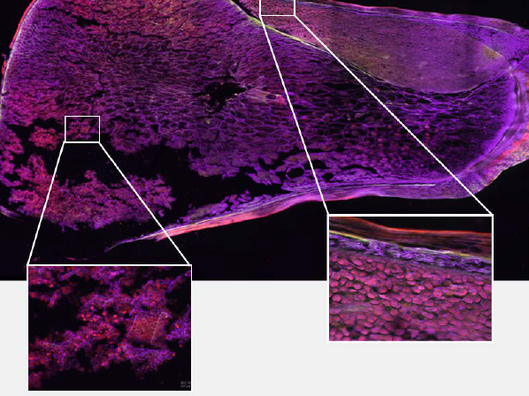 结构光光切显微镜NOS1000效果图3
