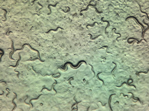 NSZ7系列适用场景效果图-高对比成像