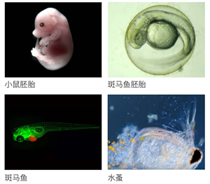 体视显微镜NSZ818观察斑马鱼、小鼠胚胎、斑马鱼胚胎、水蚤等实拍图.jpg