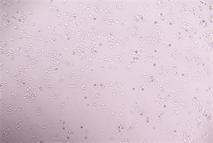 倒置生物显微镜MHIL150应用于某知名企业2.jpg