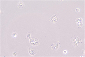 倒置生物显微镜MHIL150应用于某知名企业3.jpg