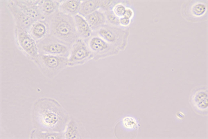 倒置生物显微镜MHIL150应用于某知名企业4.jpg
