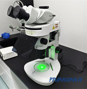 体视荧光显微镜MHZF700应用于果蝇荧光研究5.jpg