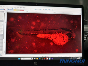体视荧光显微镜MHZF700应用于果蝇荧光研究4.jpg