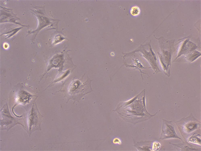 明慧NIB610倒置显微镜应用于细胞培养观察