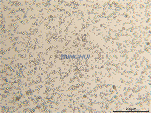 显微镜相机MHD1200用于蛋白晶体动态与静态拍摄研究