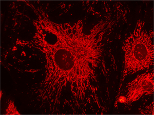 NE910-FL科研级正置荧光显微镜应用于广州医科大学