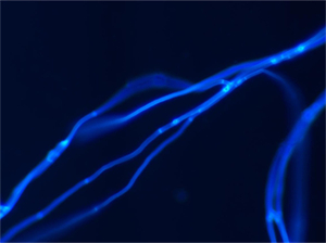 NE910-FL科研级正置荧光显微镜应用于广州医科大学