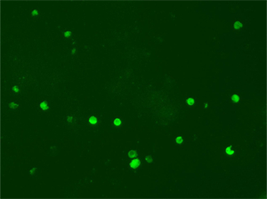 NE910-FL科研级正置荧光显微镜应用于广州医科大学