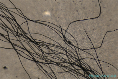 生物显微镜MHL3000应用于观察纤维