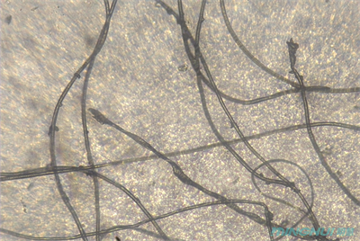 生物显微镜MHL3000应用于观察纤维-广州明慧公司