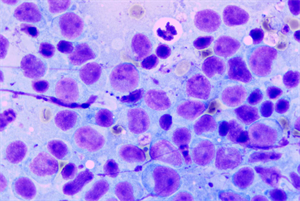 明慧MHD2000高清相机高效适配奥林巴斯显微镜用于研究宠物肿瘤 (2).jpg