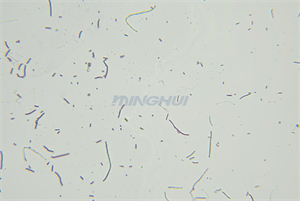 MHL2800生物显微镜和MHD2000高清显微镜摄像头用于红色短杆菌检测-实拍效果图12.jpg