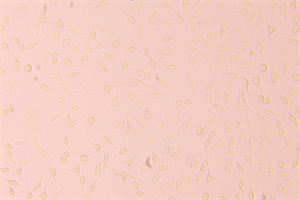明慧MH-3CF细胞工厂显微镜赋能广州生物企业细胞规模化研究 明慧MH-3CF细胞工厂显微镜赋能广州生物企业细胞规模化研究